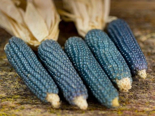 Blue Miniature Popcorn Corn Seeds 25 Ct - NON-GMO Vegetable Seed for Home Garden - Zea mays