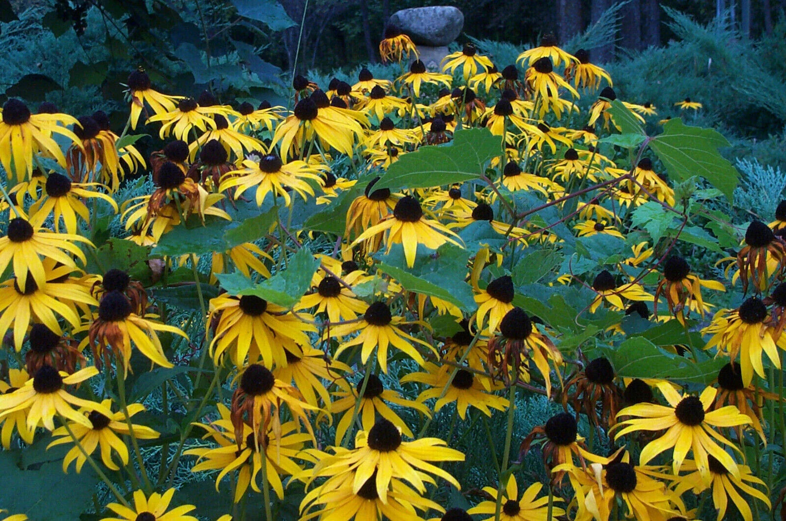 Rudbeckia Goldsturm Plants - 4 Bare Root Perennials, Black Eyed Susan, Long-Blooming, Rudbeckia fulgida 'Goldsturm'