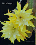 Epiphyllum 'Hum Dinger' Unrooted Cutting - Rare Orchid Cactus - Exotic Houseplant Succulent