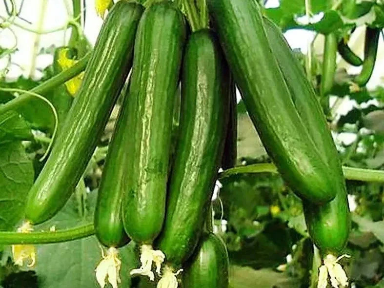 Beit Alpha Cucumber Seeds - 50+ Organic Heirloom - Persian/Lebanese Variety - Fresh Quality