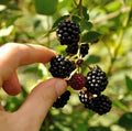 Set of 2 Live Ouachita Blackberry Plants – 4–6" Tall – Soil-Wrapped Roots – Rubus fruticosus
