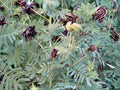 170 Seeds Bundleflower - Fern-Like Foliage - Illinois Bundleflower (Desmanthus illinoensis) - Groco USA - Free Shipping