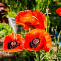 Poppy Seeds - 500 Count - Prince of Orange Red Flowers - Oriental Perennial Poppies - Non-GMO (Papaver orientale)