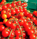 Cherry Tomato Seeds - 100+ Super Sweet Heirloom Non-GMO Organic - Solanum lycopersicum