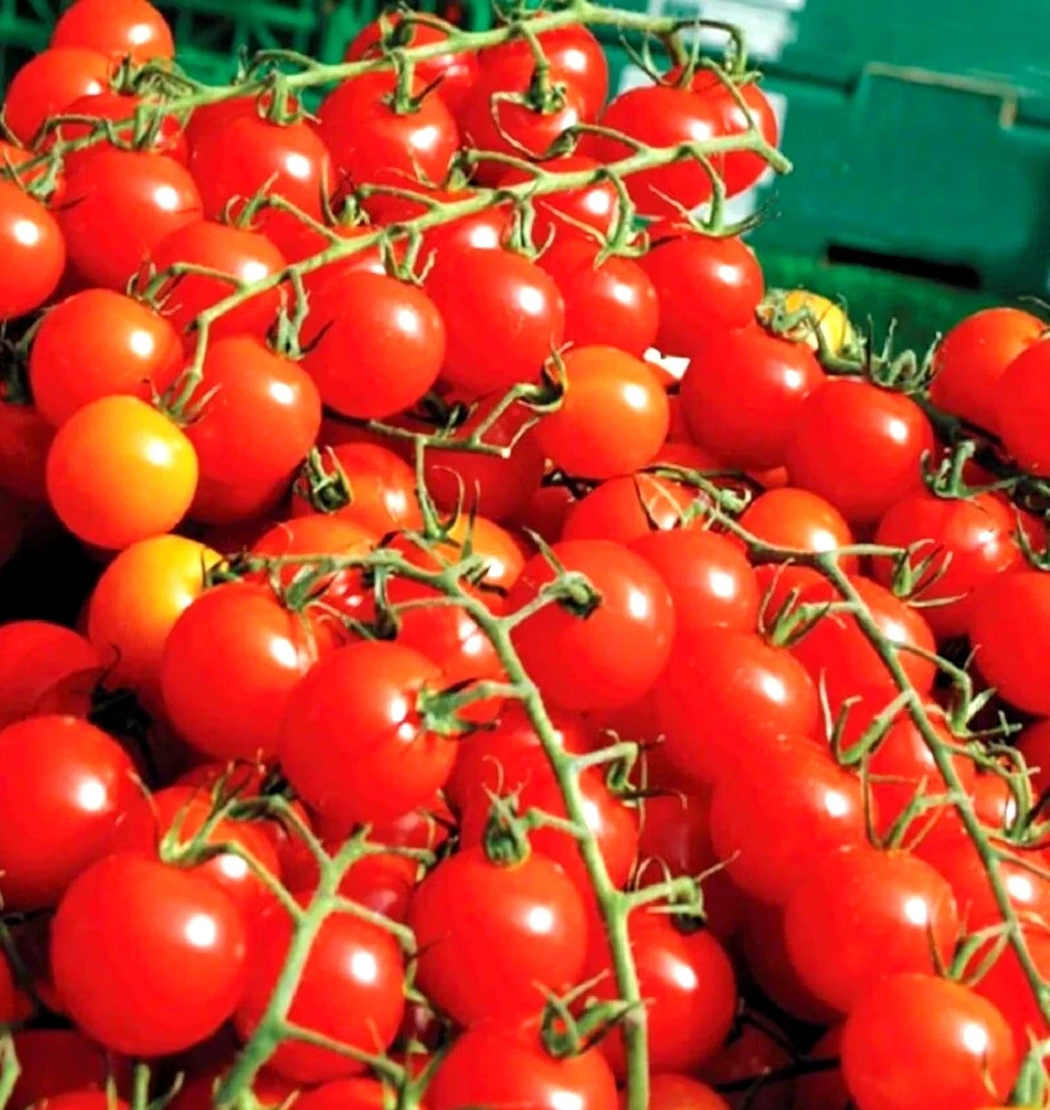 Cherry Tomato Seeds - 100+ Super Sweet Heirloom Non-GMO Organic - Solanum lycopersicum