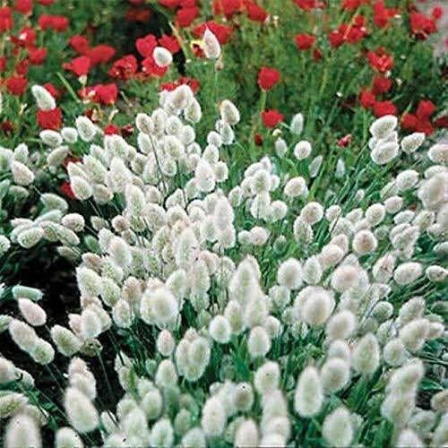 Bunny Tails Seeds - 25 Pack - Easy to Grow for Home Gardens - Lagurus ovatus