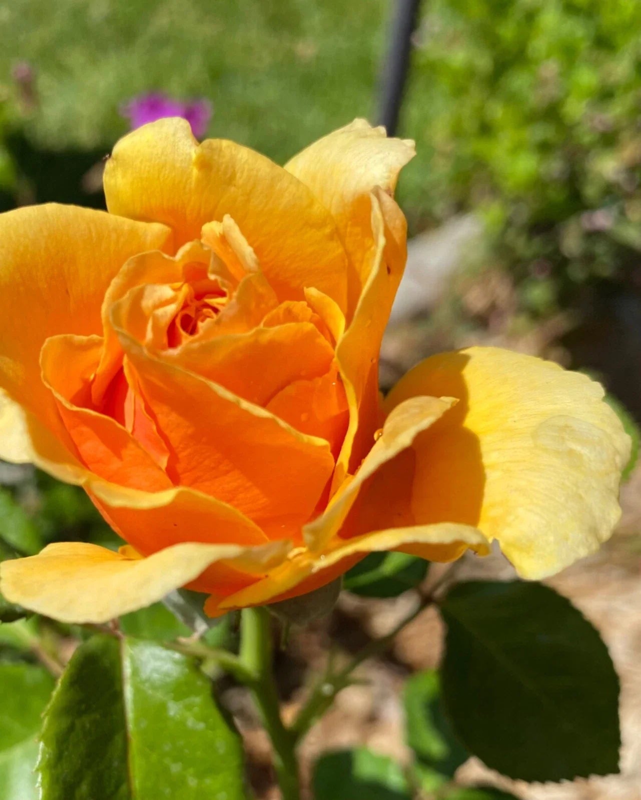Yellow Apricot Rose Cuttings 3 Pack for Rooting/Grafting Rosa 'Apricot Nectar'