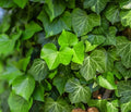 English Ivy Cuttings - 15 Unrooted Fast Growing Cuttings for Privacy - Hedera helix