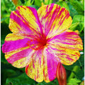 Four O'Clock Seeds - Marvel of Peru - Color Changing Blooms - Mirabilis jalapa - USA Garden Planting 2025