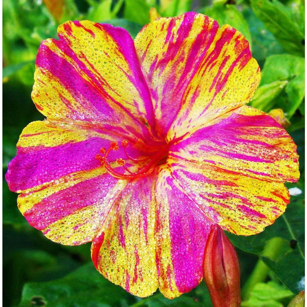 Four O'Clock Seeds - Marvel of Peru - Color Changing Blooms - Mirabilis jalapa - USA Garden Planting 2025