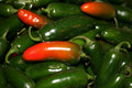 Hot Early Jalapeno Pepper Seeds 4oz Sealed Bag Capsicum annuum
