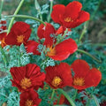 California Poppy Seeds Red Chief Non-GMO 1000 Seeds Eschscholzia californica Pollinator Friendly