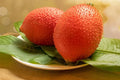 Gac Melon Seeds - 5 Rare Seeds - Bright Spiky Melon - Momordica cochinchinensis - Compact Vines