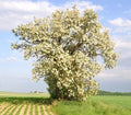 Black Locust Tree Seedlings - 12-24 Inches Tall - Robinia pseudoacacia - Not for California Shipping