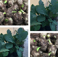 12 Live Colocasia Esculenta Elephant Ear Taro Bulbs - Gabi Kalo for Planting, Ready to Grow