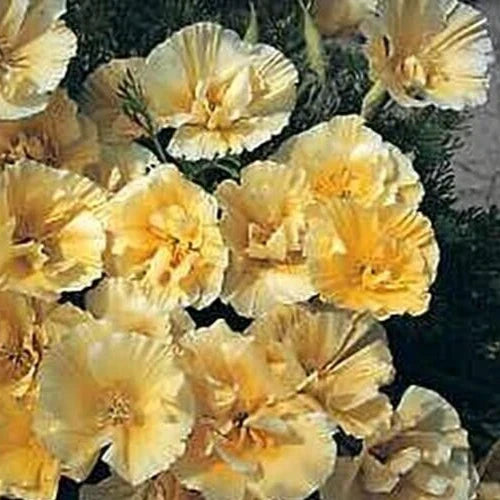 California Poppy Seeds, Buttermilk Double Pale Yellow, Eschscholzia californica, 25 Seeds for Planting