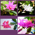 Holiday Cactus Cuttings 1 Each - Pink Christmas Easter Thanksgiving Succulent (Schlumbergera)