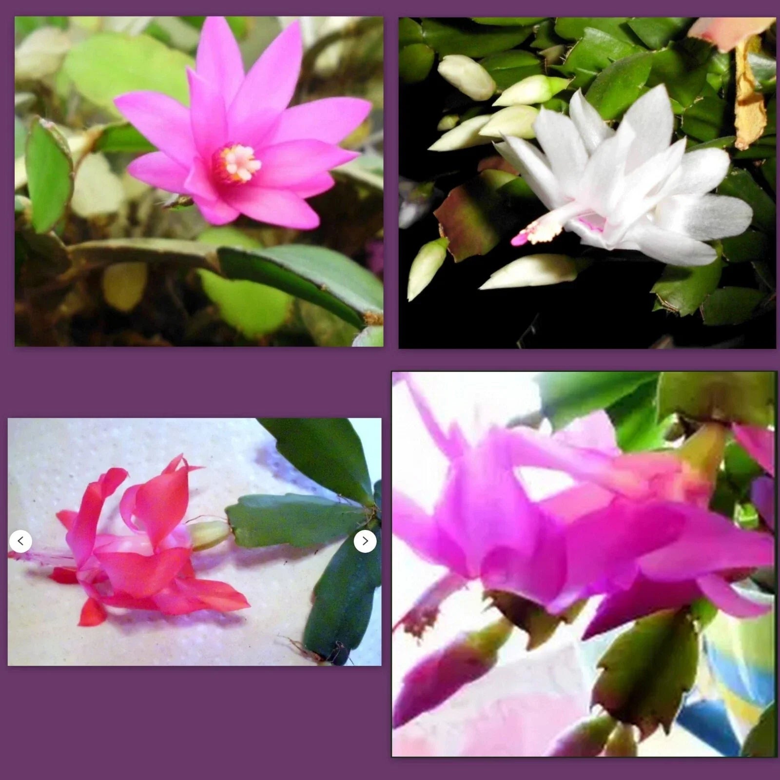 Holiday Cactus Cuttings 1 Each - Pink Christmas Easter Thanksgiving Succulent (Schlumbergera)