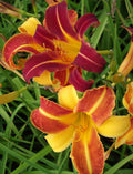 Daylily Bare Root Plants - Sammy Russell Variety - Hemerocallis