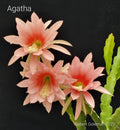 Epiphyllum 'Agatha' Unrooted Cutting - Rare Orchid Cactus - Unique Antique Plant Cutting
