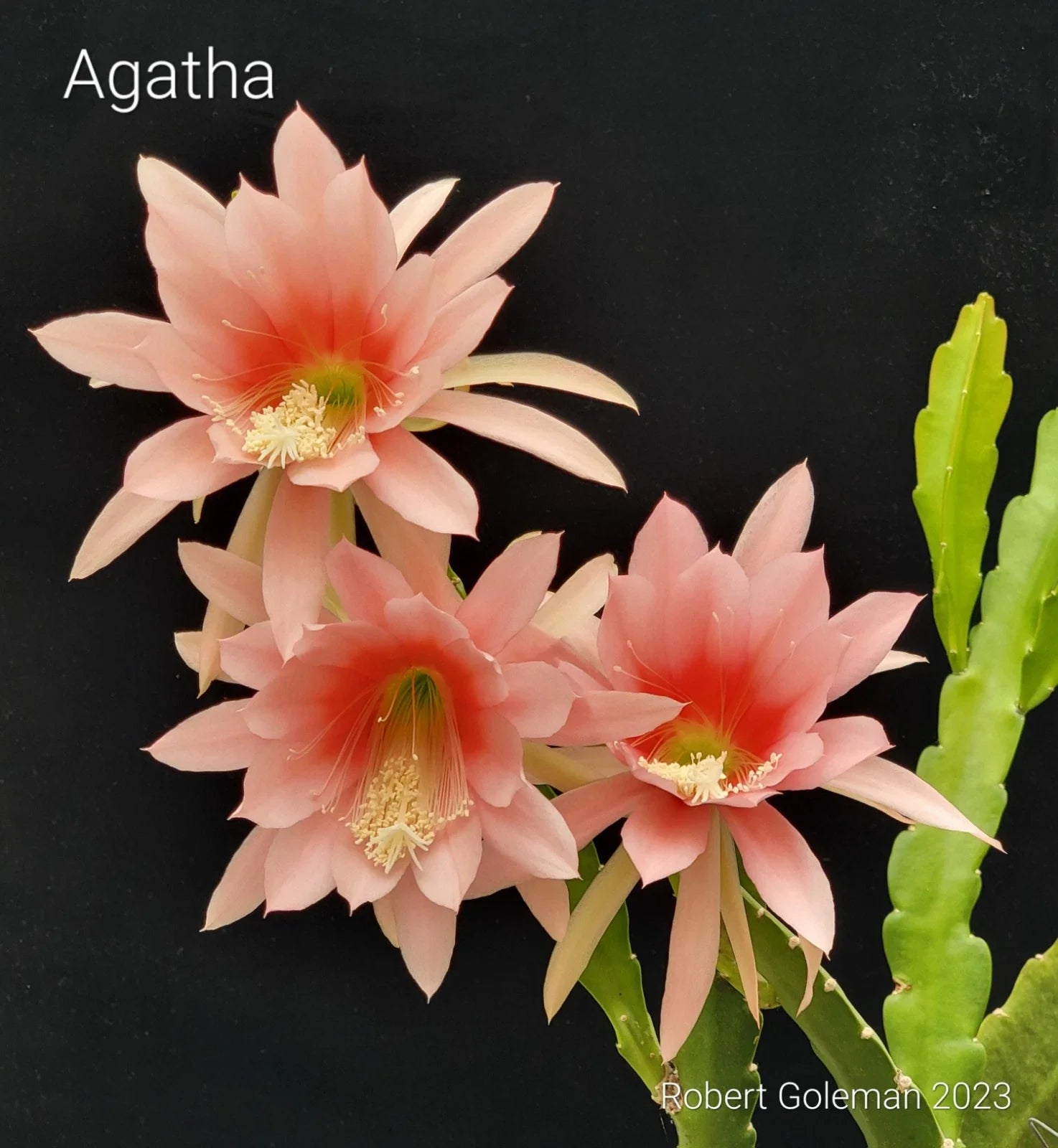 Epiphyllum 'Agatha' Unrooted Cutting - Rare Orchid Cactus - Unique Antique Plant Cutting