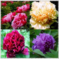 Peony Seeds - 10pc Mixed Color Flower Garden Plants - Paeonia spp. Exotic Blossoms for Home Garden