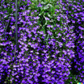 Purple Trailing Lobelia Flower Seeds - 600 Count | Ground Cover Plant | Ideal for Baskets | Lobelia erinus