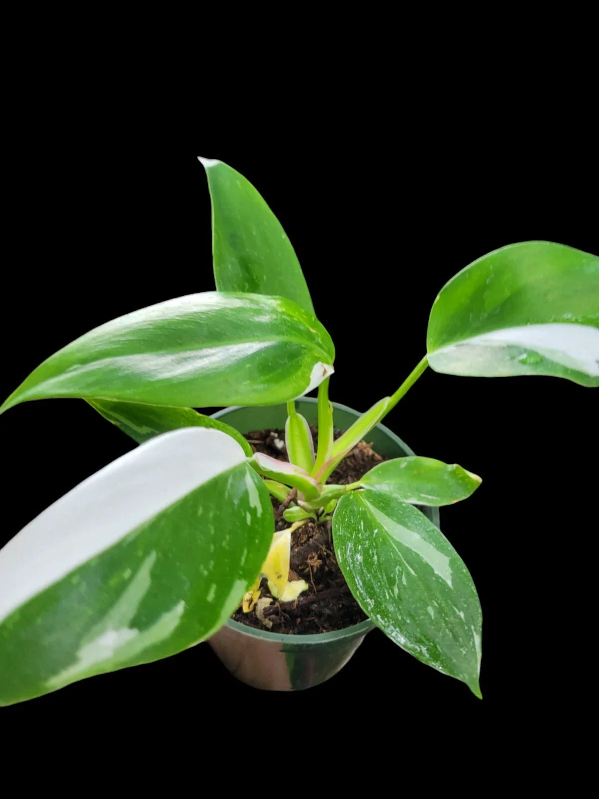 Philodendron White Princess Plant - 2.5" Pot - Variegated Philodendron - Rare Houseplant