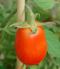 Roma Tomato Live Starter Plants Set of 2, 4+ Inches, Heirloom Variety, Solanum lycopersicum, Pesticide-Free