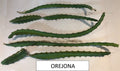 Dragon Fruit Cutting - Orejona Variety - Hylocereus polyrhizus - Tropical Fruit Plant Cutting for Home Garden