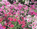 Sweet William Seeds - Large Flowered Mix - Fragrant Blooms - Dianthus barbatus - Non-GMO - 500 Seeds