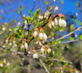 Elliott's Blueberry Seeds | 25 Count | Florida Native Ecotype | Vaccinium elliottii