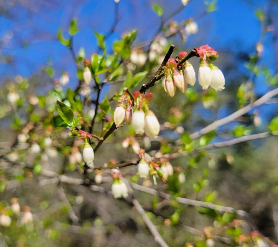 Elliott's Blueberry Seeds | 25 Count | Florida Native Ecotype | Vaccinium elliottii
