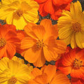 Cosmos Seeds - 200+ Sulphur Bright Lights - Flower Garden Seeds - Cosmos sulphureus - USA, Free Shipping