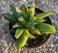 Haworthia Turgida Var. Longibracteata - 4" Potted Plant with Transparent Tips - Rare Succulent