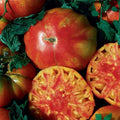 Hillbilly Tomato Seeds - Organic Heirloom - Non-GMO - Rare Variety - 10+ Seeds