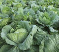 Premium Organic Heirloom Collard Greens Seeds - Morris Heading Variety - Fresh and Delicious
