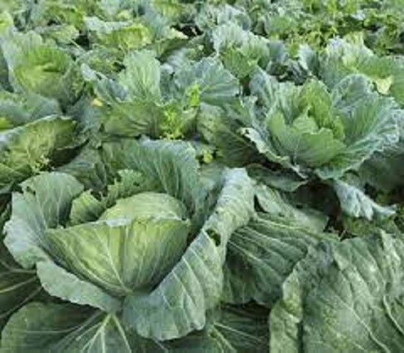 Premium Organic Heirloom Collard Greens Seeds - Morris Heading Variety - Fresh and Delicious