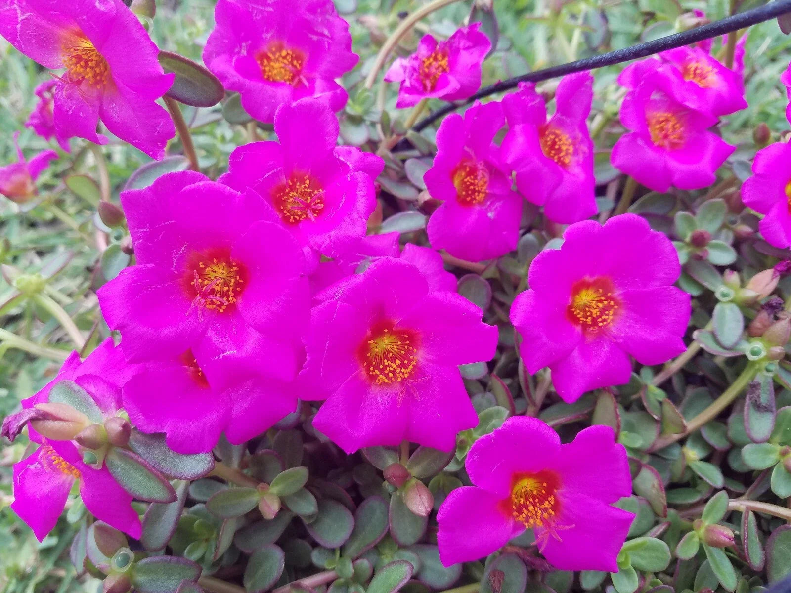 Fuchsia Purslane Cuttings - Bright Purple Flowers - Single Flower Variety - Portulaca grandiflora