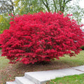 Burning Bush Plant Bare Root 4+ Inches - Euonymus alatus, Ready to Plant, No Pot