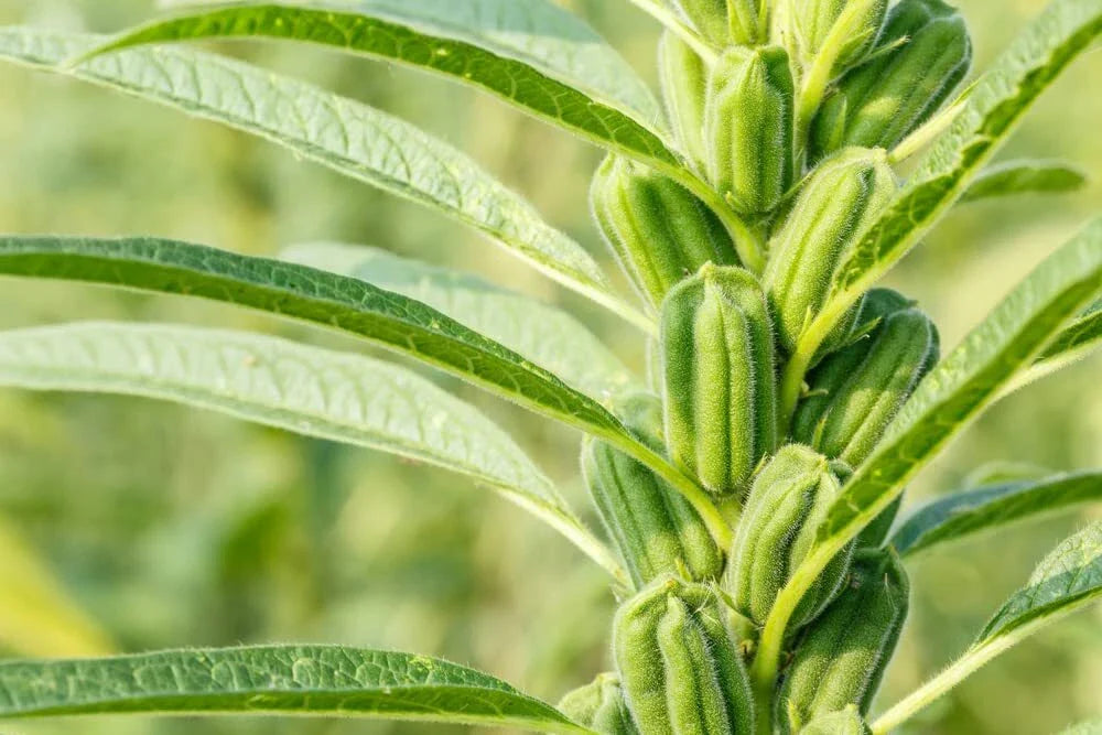 Sesame Seeds for Planting - High Oil Content, Attracts Game Birds - Sesamum indicum