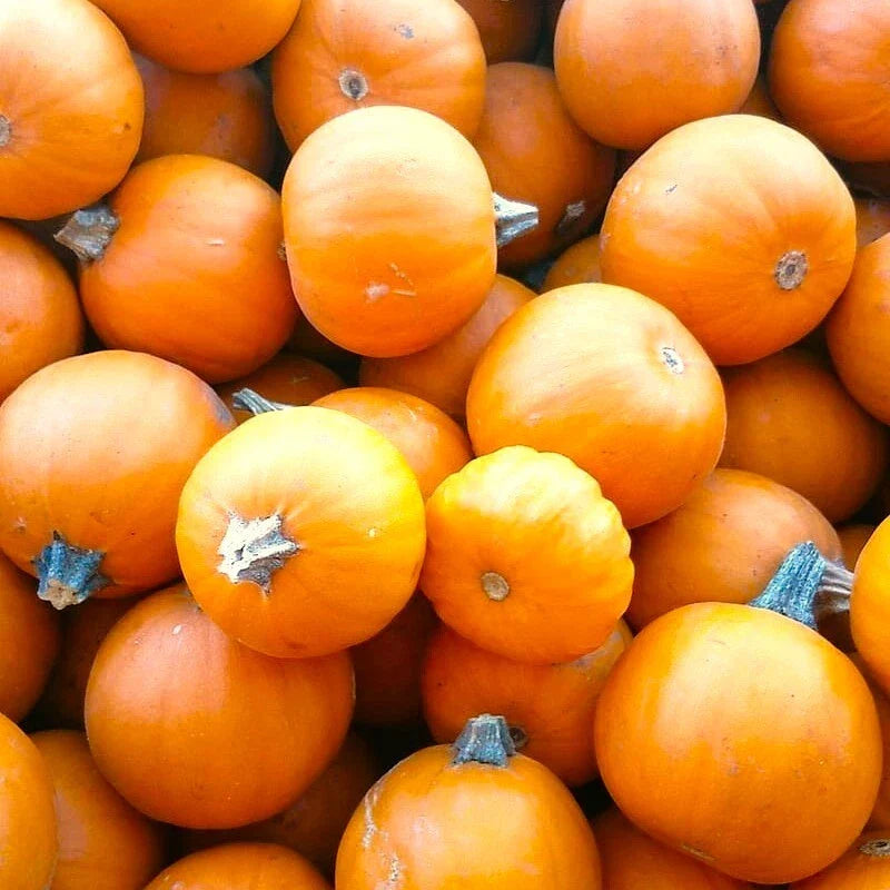Wee-B-Little Pumpkin Seeds | Mini Orange Untreated Round Bush Pumpkins | Cucurbita pepo