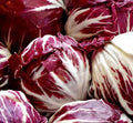 Radicchio Seeds 500+ Palla Rosa Cichorium intybus Vegetable - Heirloom, Organic, Non-GMO, Free Shipping