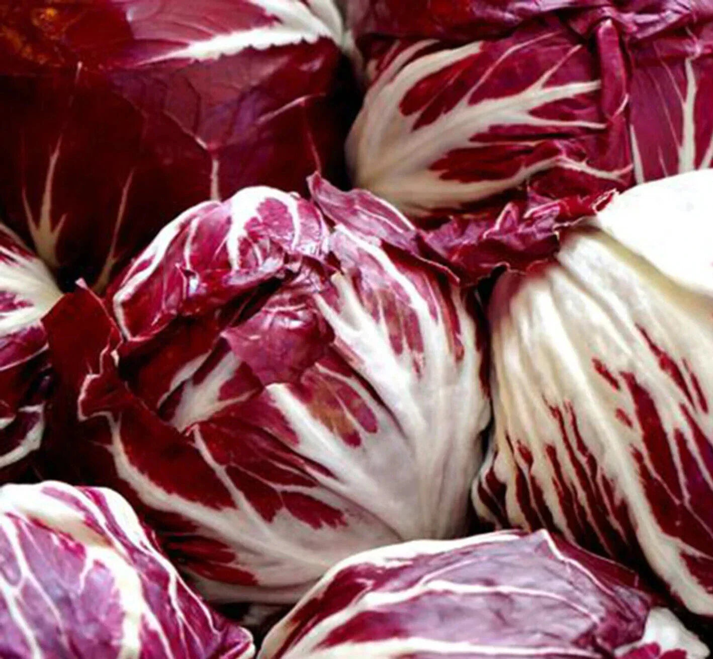 Radicchio Seeds 500+ Palla Rosa Cichorium intybus Vegetable - Heirloom, Organic, Non-GMO, Free Shipping