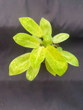 Philodendron Painted Lady Rooted Plant 3" Pot