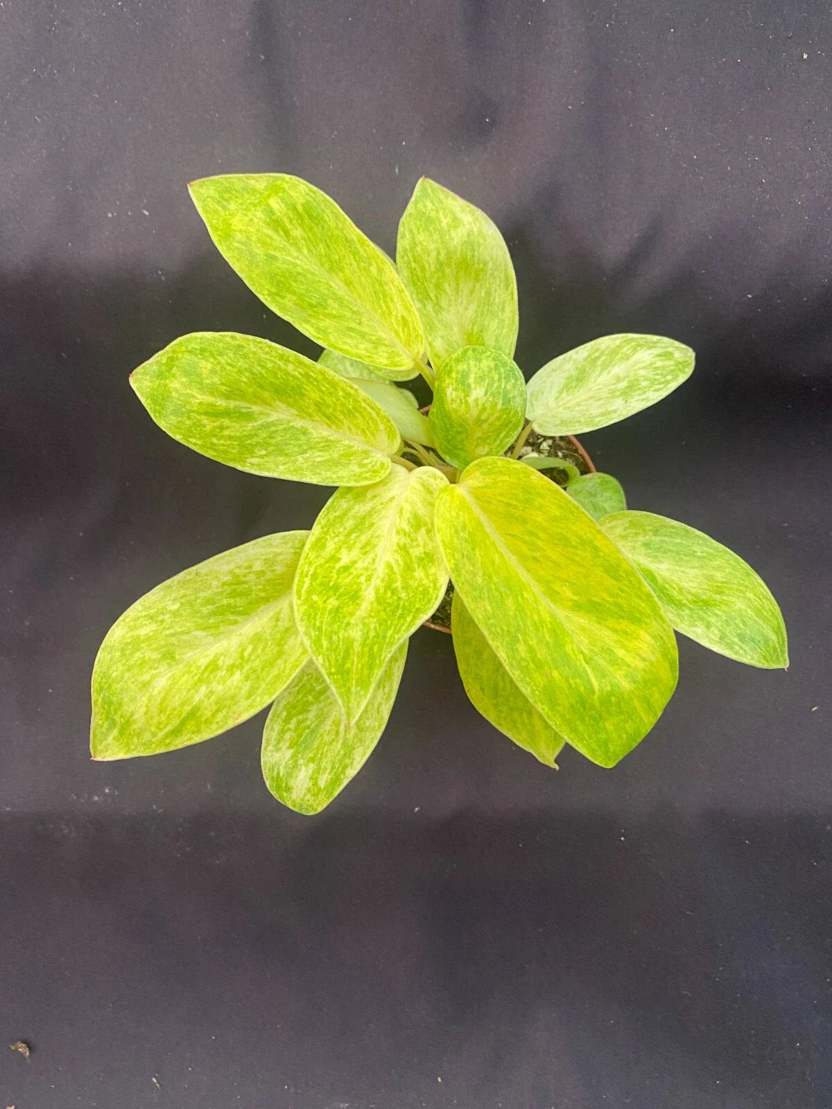 Philodendron Painted Lady Rooted Plant 3" Pot