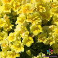 Snapdragon Seeds - 1000+ Twinny Yellow Shades - Antirrhinum majus - Ideal for Garden Planting - USA Shipping Available