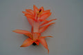 Christmas Cactus Starter Plant - Bradien - Schlumbergera truncata - Well Rooted, Lush Green Foliage, Ideal for Home Decor