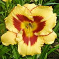 Daylily Plant Hemerocallis 'El Desperado' 1 Live Root Yellow Purple Blooms 28" Tall Zone 2-8
