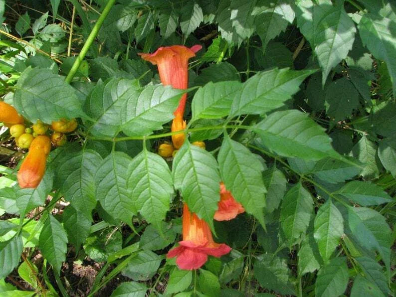 Orange Hummingbird Trumpet Creeper Plants - 3 Live Rooted Starter Flowers - Campsis radicans